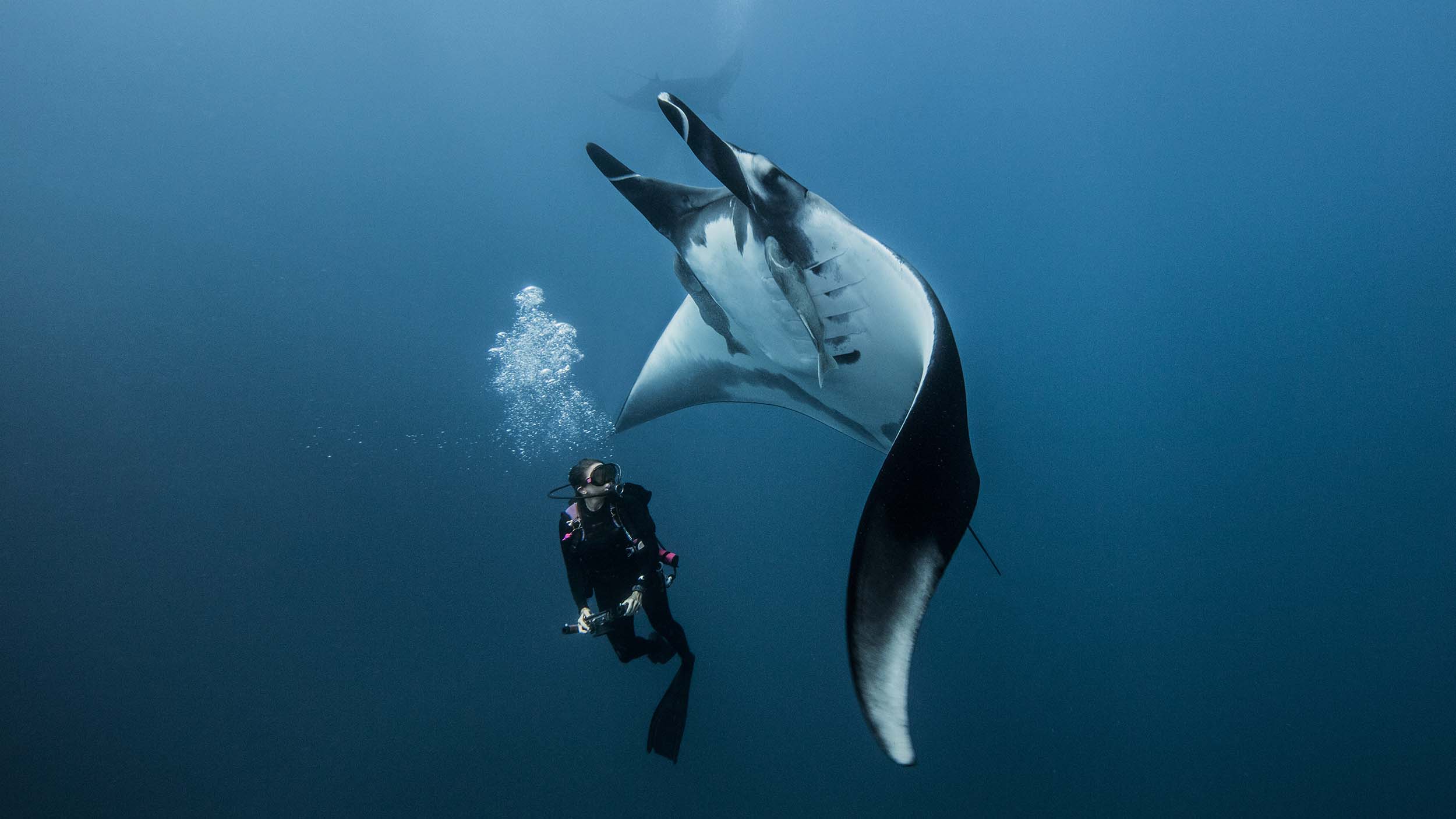 Manta - Raya