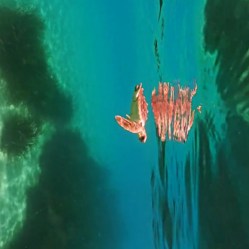 Tortugas